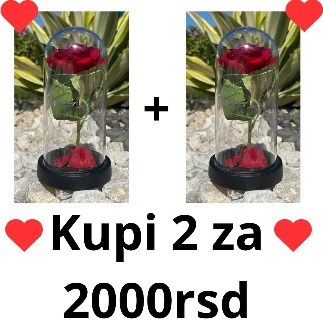 Premium Akcija 1+1 Ruža u Staklu - Nova Kolekcija